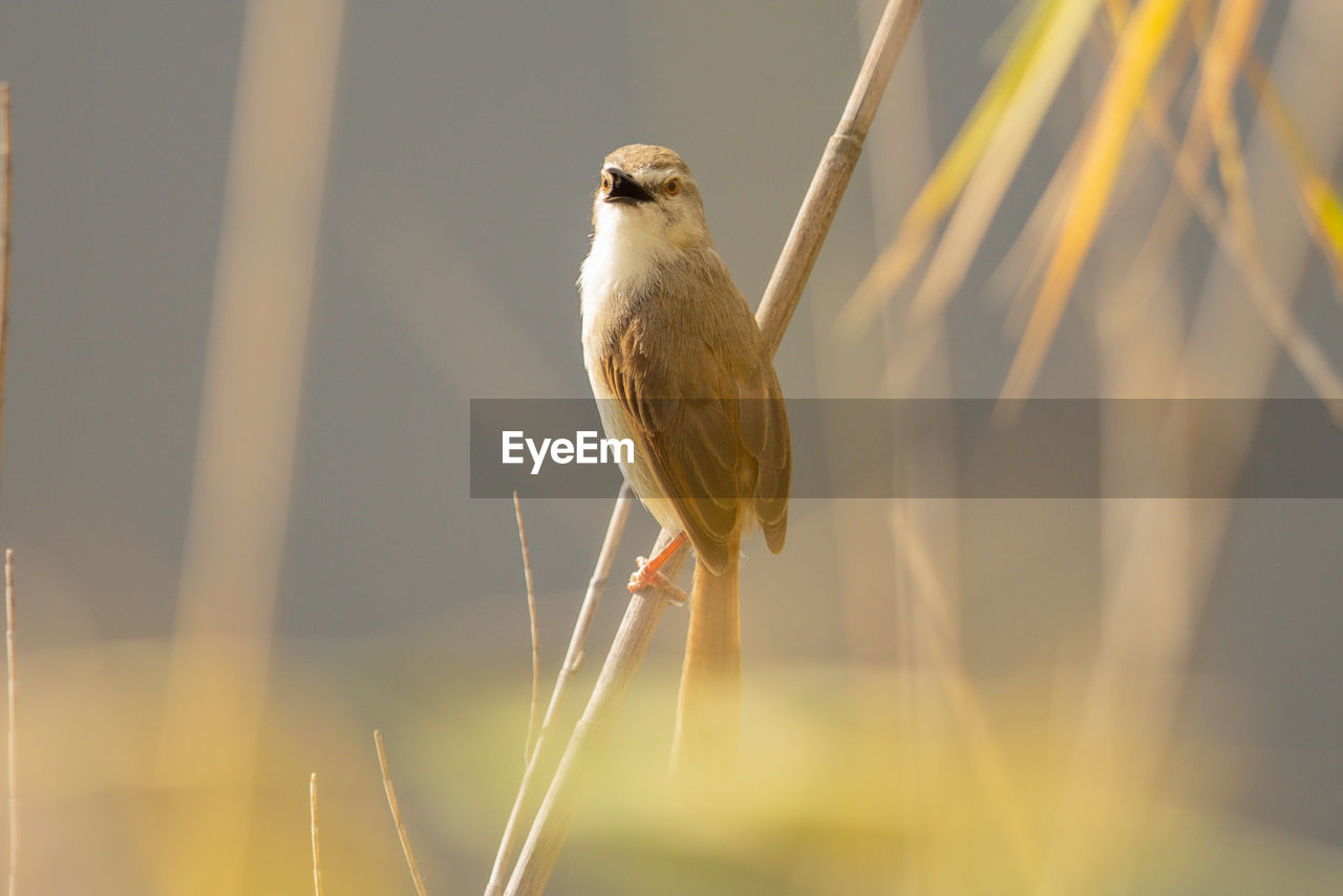 CLOSE-UP OF BIRD PERCHING ON THE WALL