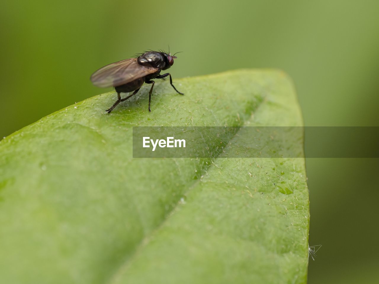 CLOSE-UP OF INSECT ON LEAF