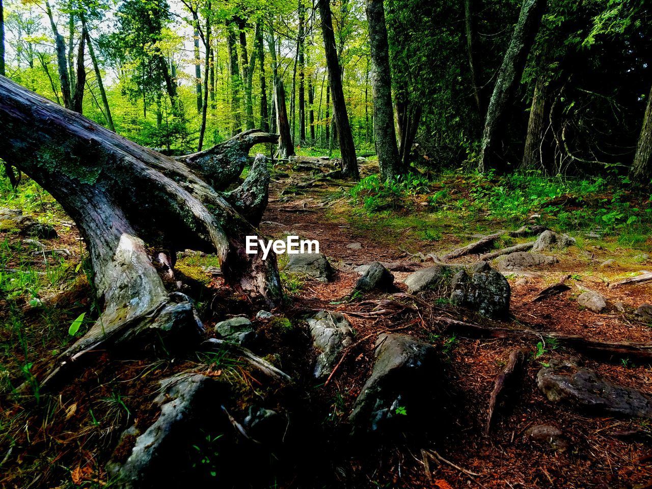 TREES GROWING IN FOREST