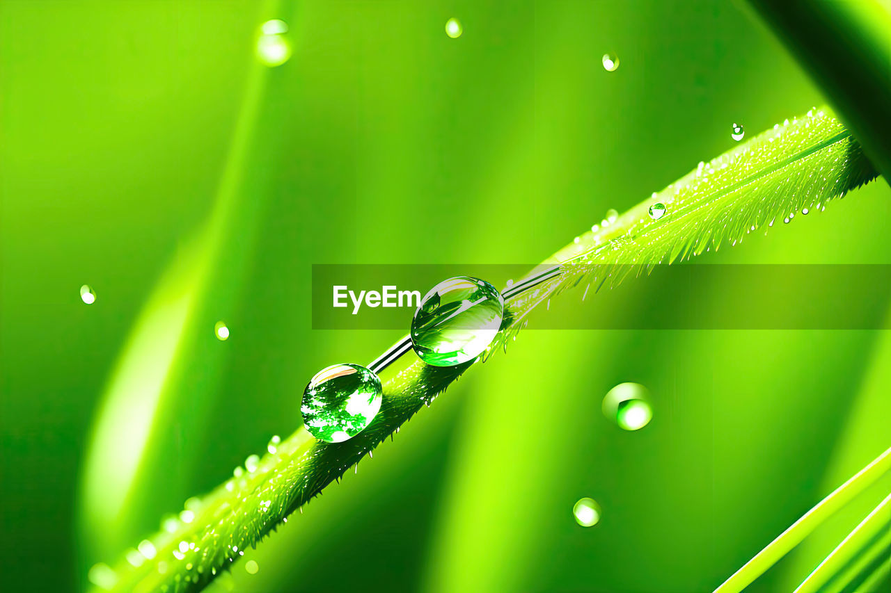 green, dew, moisture, water, drop, grass, nature, leaf, plant part, wet, plant, macro photography, close-up, no people, yellow, beauty in nature, blade of grass, environment, animal themes, animal, macro, freshness, outdoors, flower, animal wildlife, plant stem, selective focus, insect, sunlight, magnification, rain, growth, day