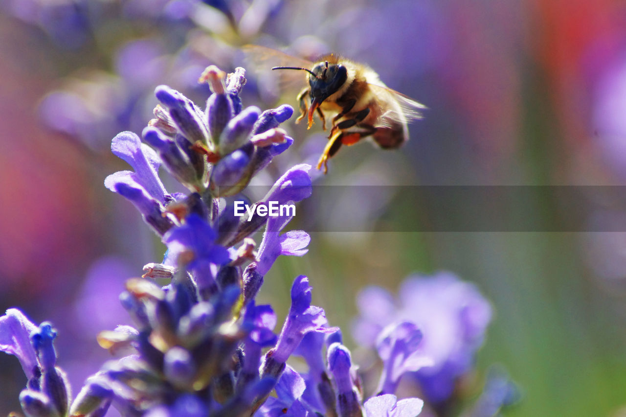 CLOSE-UP OF BEE POLLINATING ON FLOWER