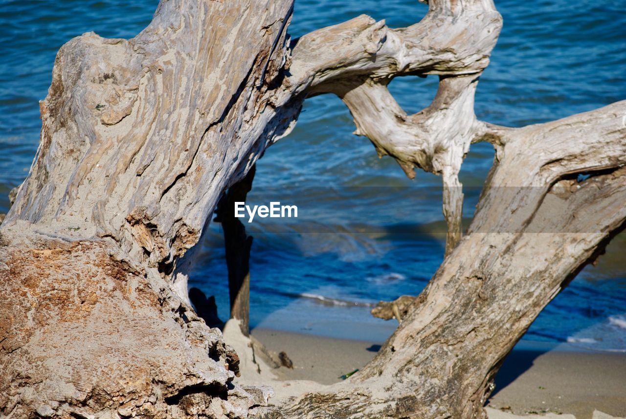 Close-up of driftwood on tree trunk by sea