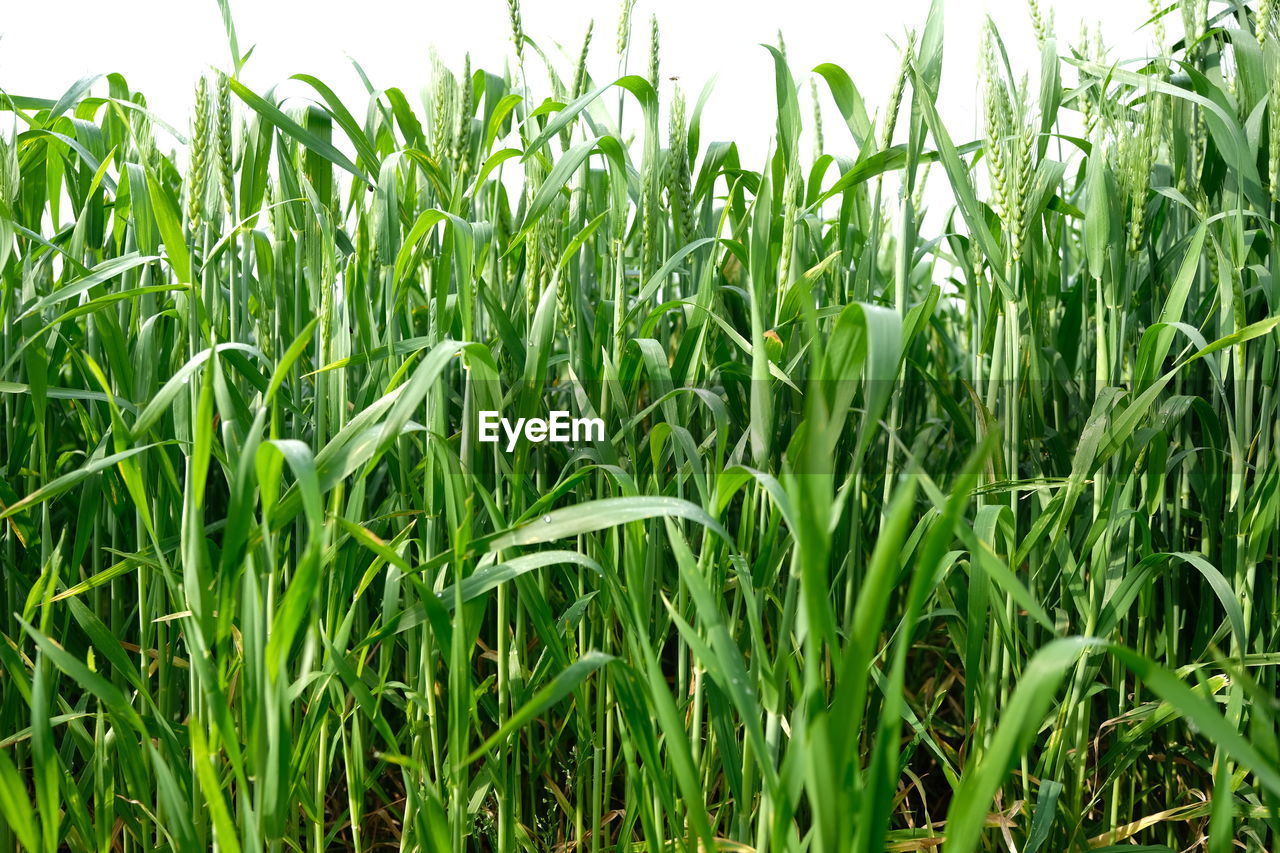 CLOSE-UP OF CORN FIELD