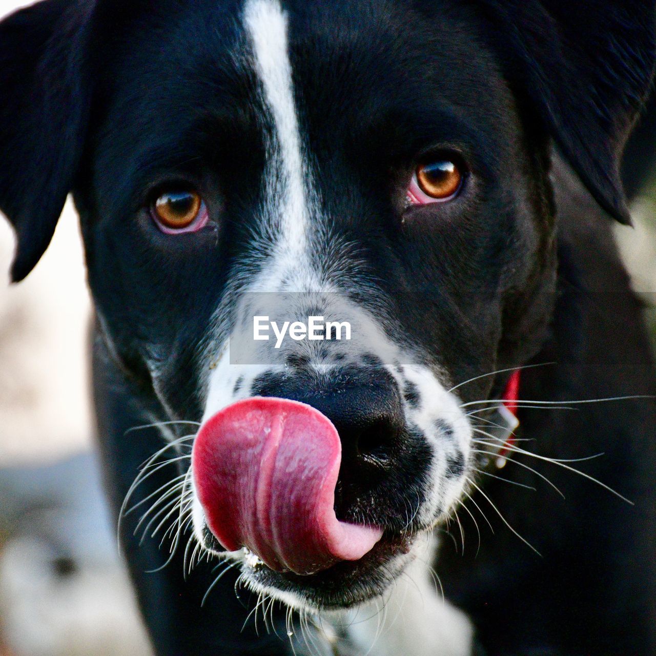 PORTRAIT OF BLACK DOG