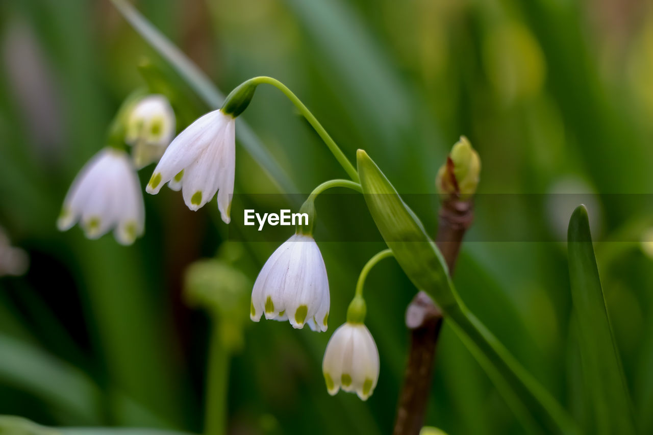 plant, flower, flowering plant, beauty in nature, freshness, close-up, growth, fragility, petal, nature, white, snowdrop, flower head, inflorescence, no people, springtime, green, focus on foreground, botany, outdoors, blossom, plant stem, selective focus, day, leaf, bud, land, plant part, macro photography