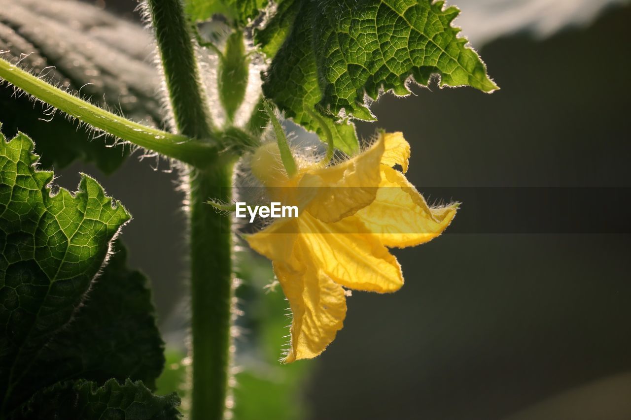 CLOSE-UP OF YELLOW FLOWER