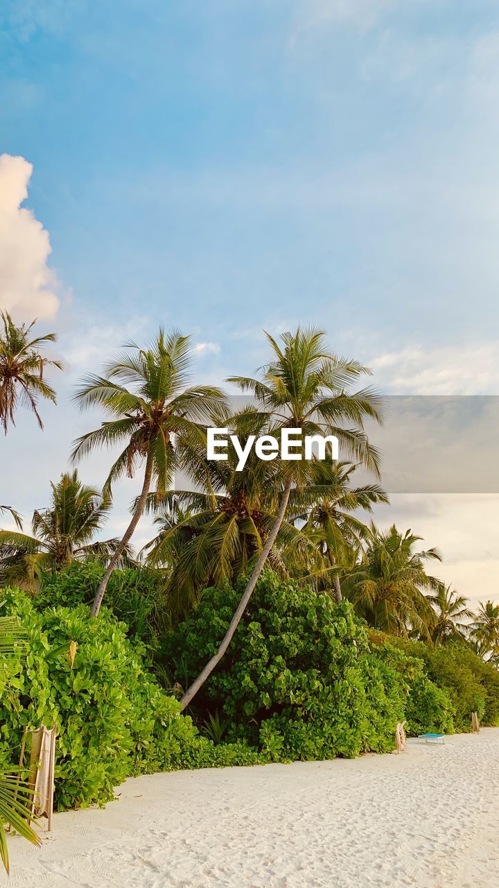 PALM TREES GROWING ON BEACH AGAINST SKY