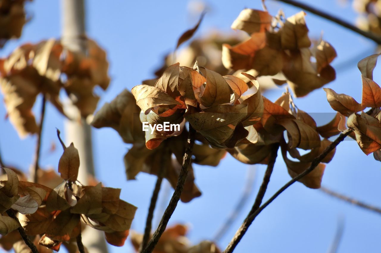 CLOSE-UP OF DRY LEAVES ON PLANT