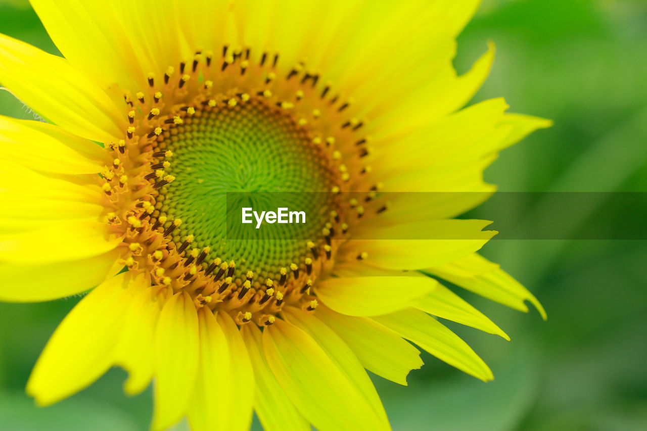 Macro shot of sunflower