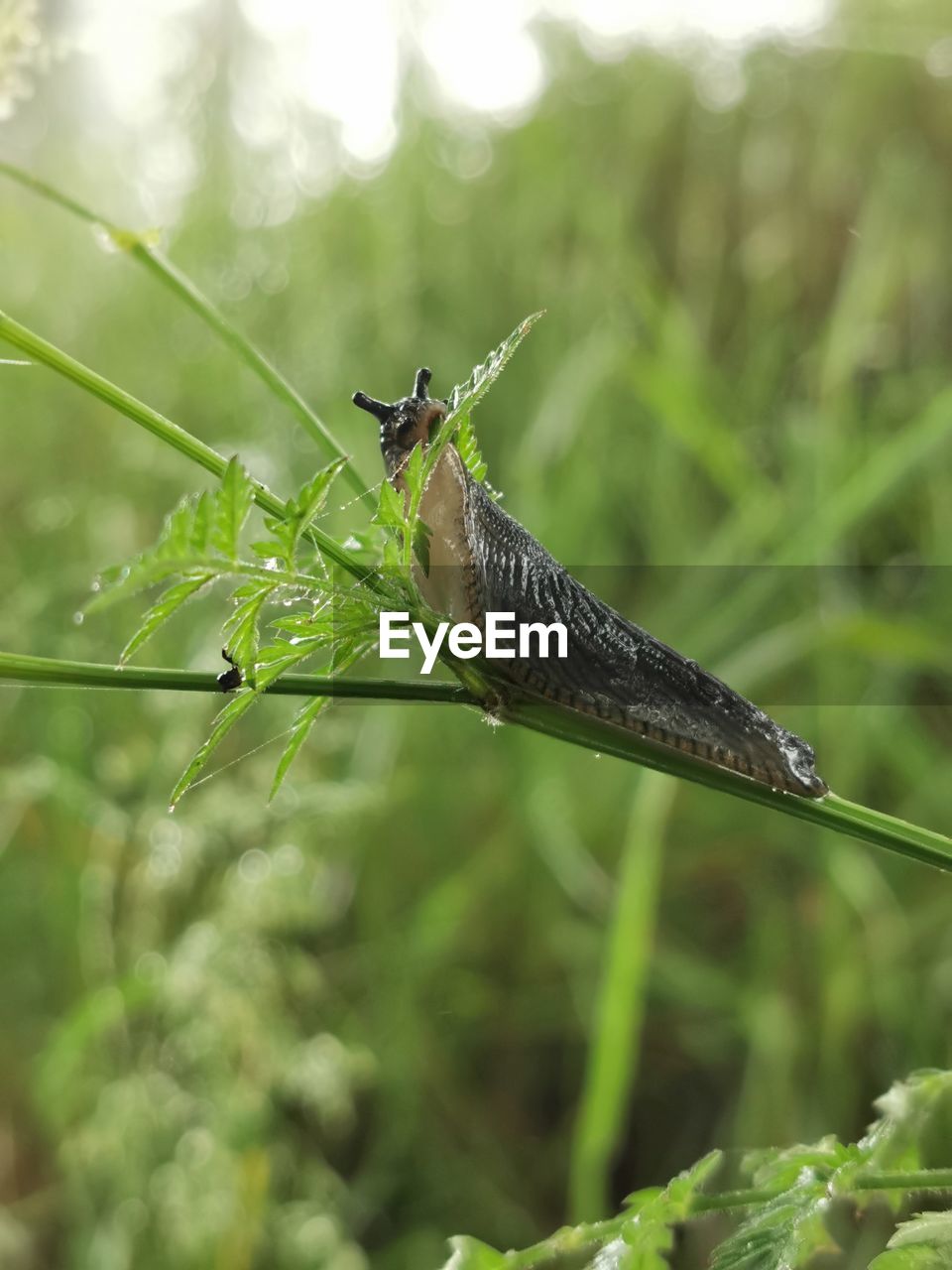 CLOSE-UP OF GRASSHOPPER ON PLANT