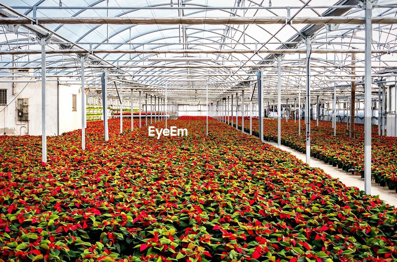 Interior of greenhouse with fresh organic plants