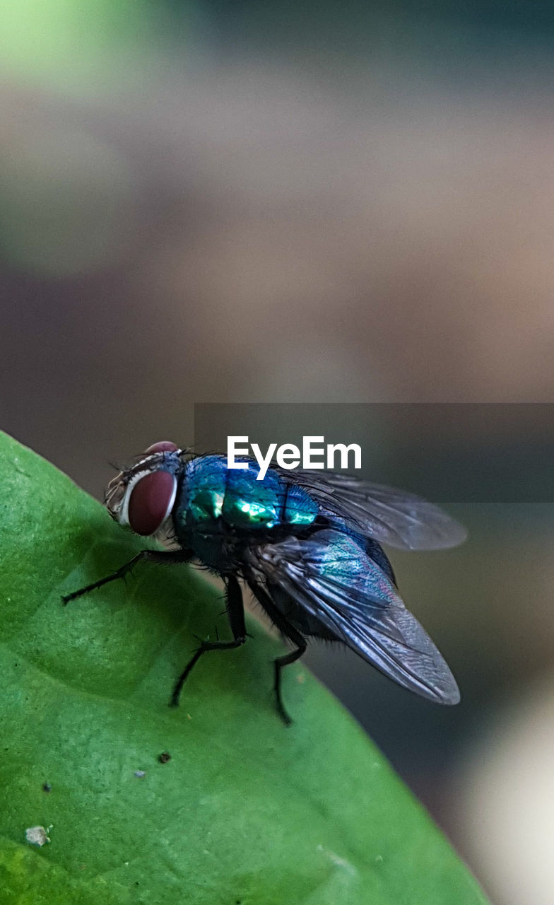 animal themes, insect, green, animal, animal wildlife, one animal, wildlife, macro photography, fly, close-up, nature, animal wing, focus on foreground, housefly, leaf, plant part, no people, blue, flower, beauty in nature, animal body part, day, outdoors, macro, plant