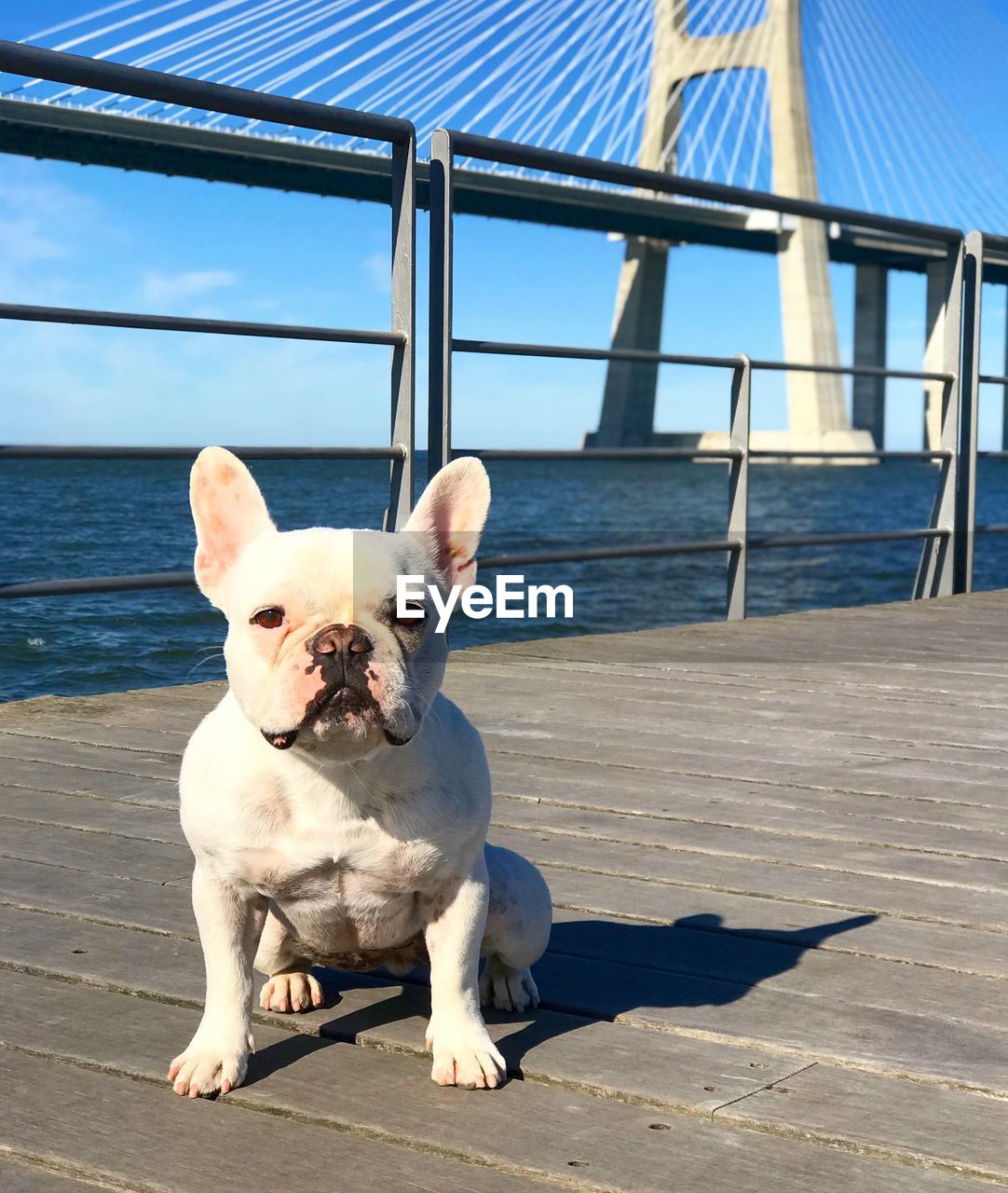 WHITE DOG SITTING ON RAILING