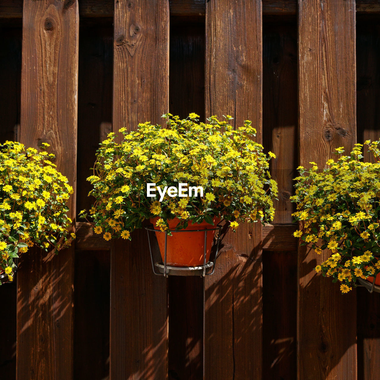 Close-up of flowering plants by fence against building