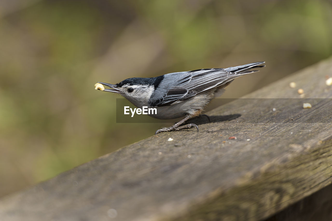 CLOSE-UP OF BIRD PERCHING ON A WOOD