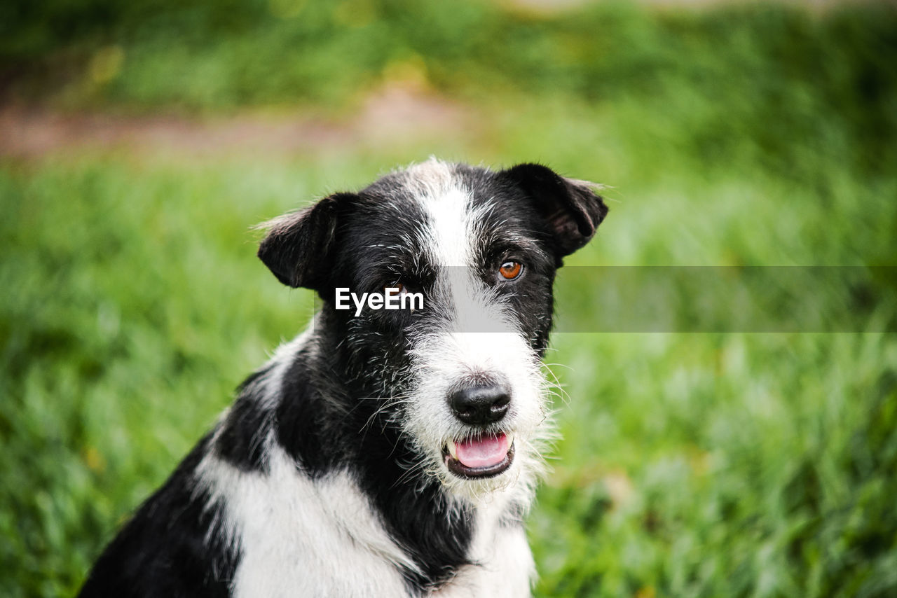 CLOSE-UP PORTRAIT OF DOG BY GRASS