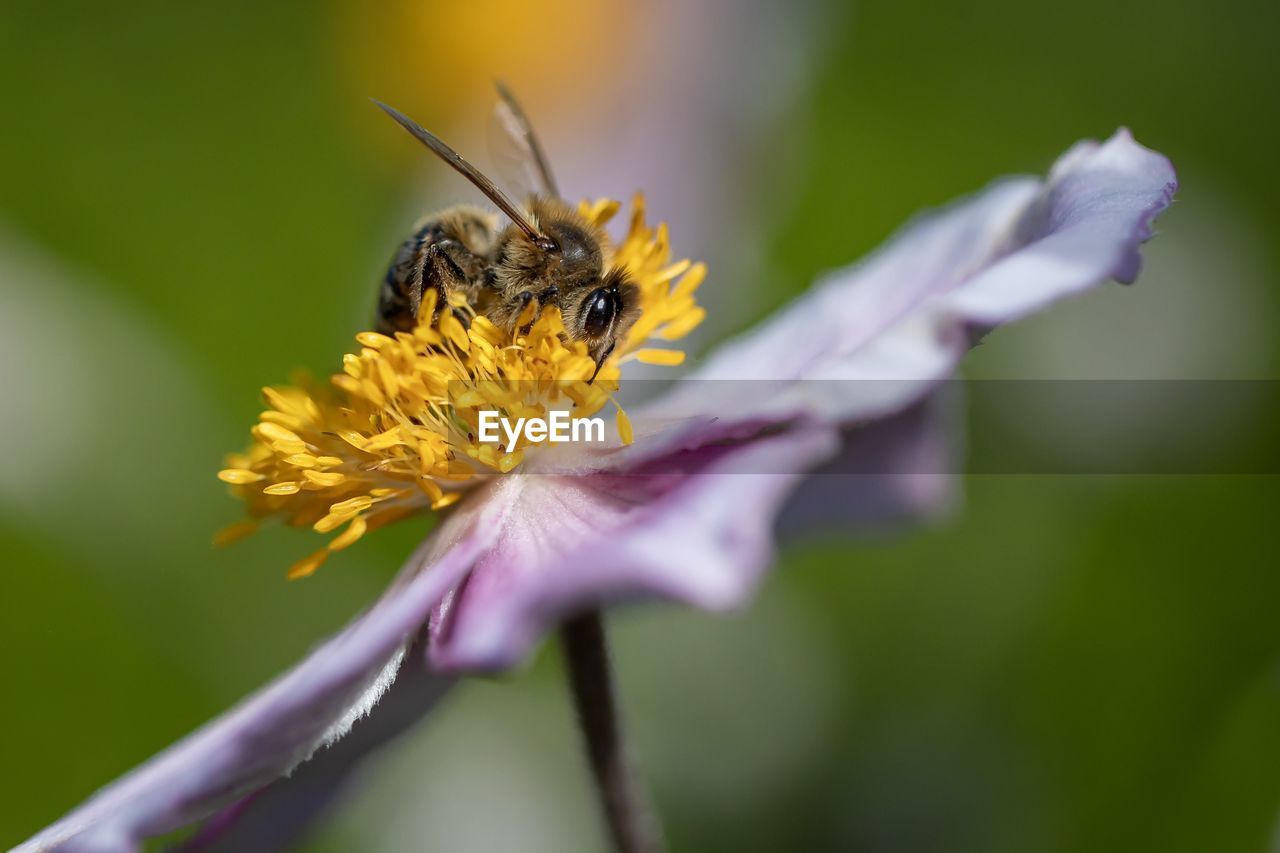 Close-up of bee on flower