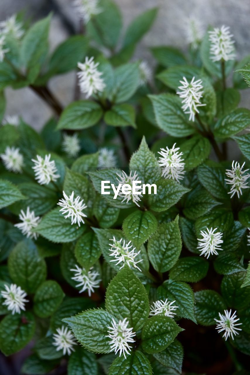 CLOSE-UP OF PLANTS