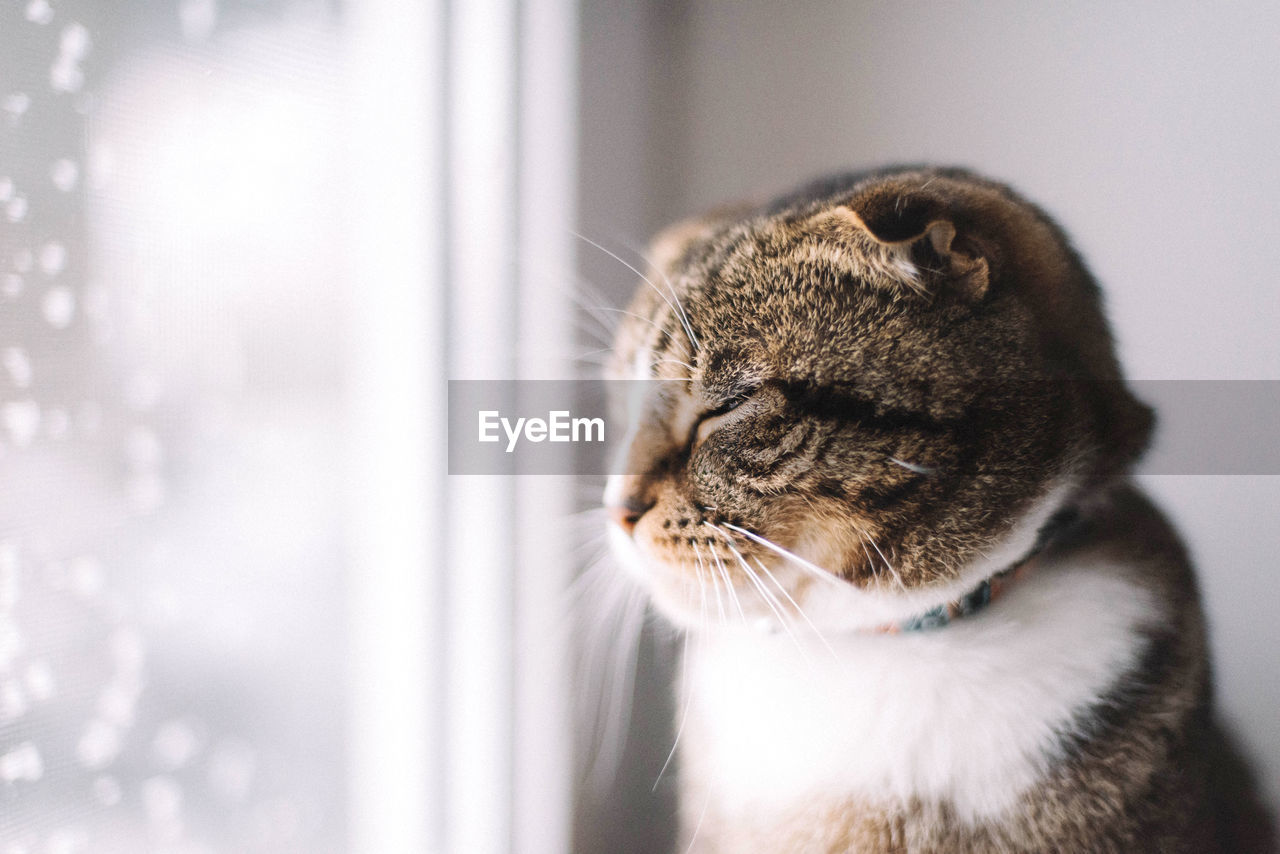 Close-up of a cat looking away