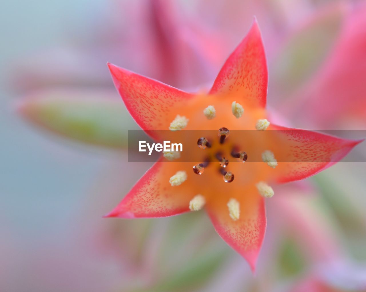 Close-up of orange flower