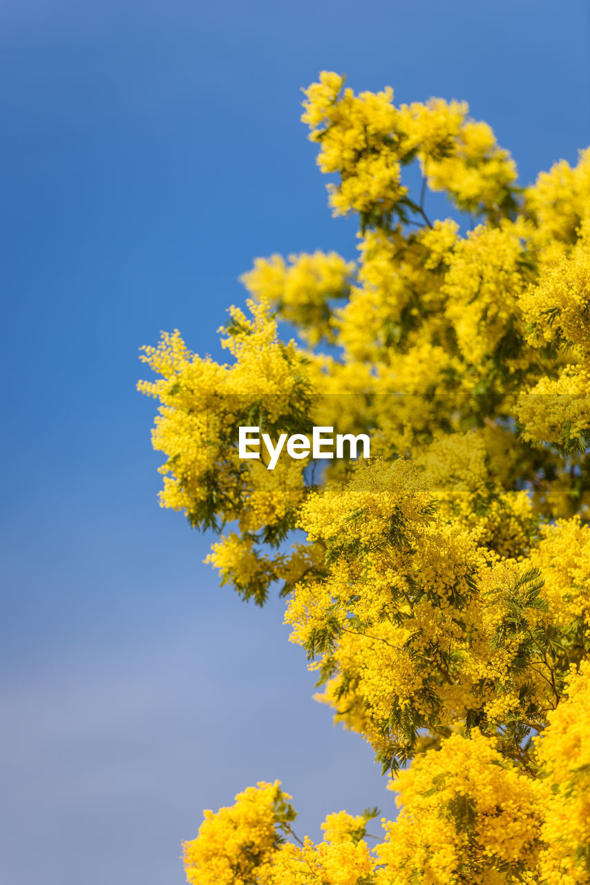 LOW ANGLE VIEW OF YELLOW FLOWERING PLANTS AGAINST SKY