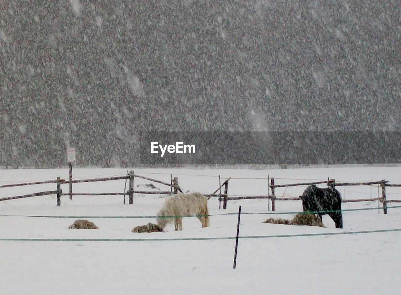 Mammal on snow field during winter