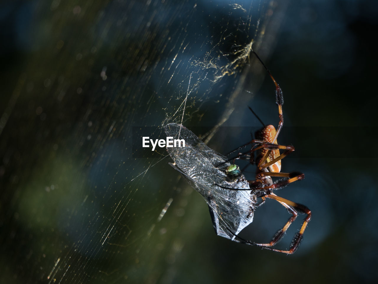 Close-up of insects mating on tree