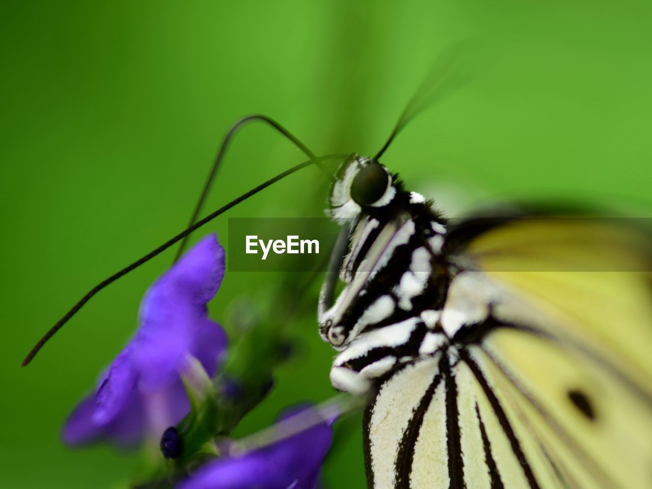 Close-up of butterfly pollinating on purple flower