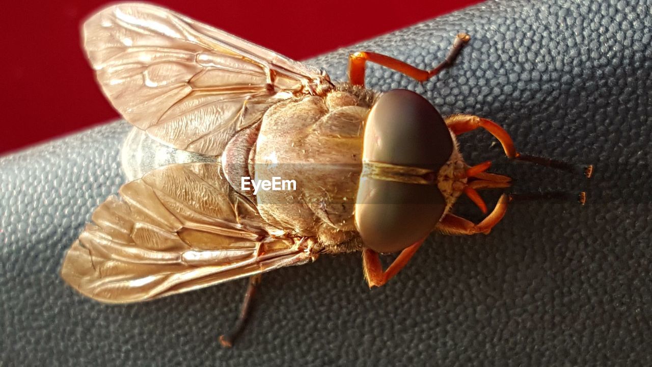Detail shot of a horsefly