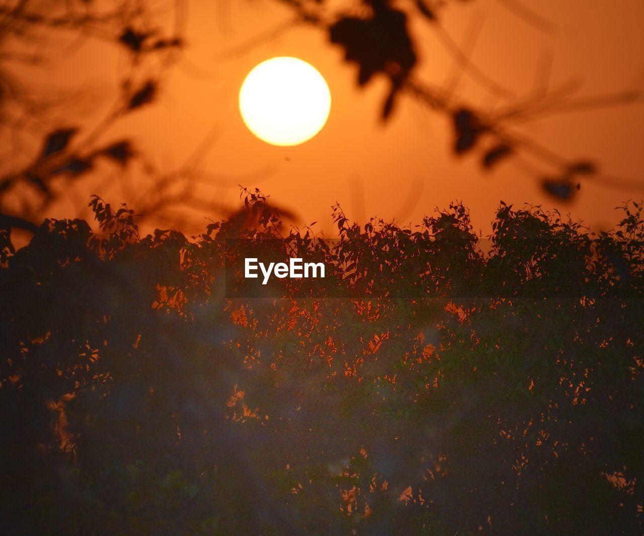 SILHOUETTE TREES ON FIELD AGAINST ORANGE SKY