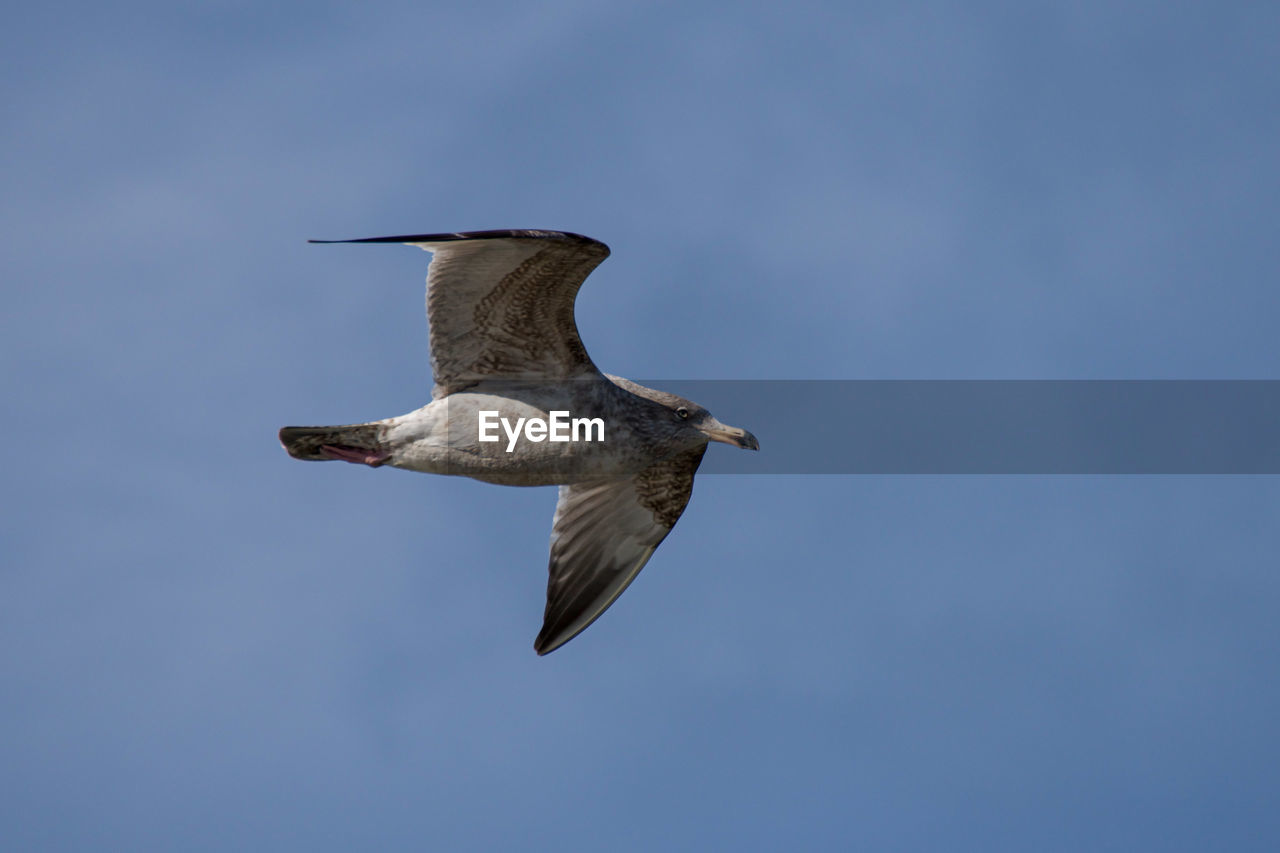 animal themes, animal, animal wildlife, bird, wildlife, flying, one animal, spread wings, animal body part, sky, beak, nature, motion, no people, blue, mid-air, seabird, full length, outdoors, wing, copy space, gull, low angle view, day, animal wing, clear sky, beauty in nature