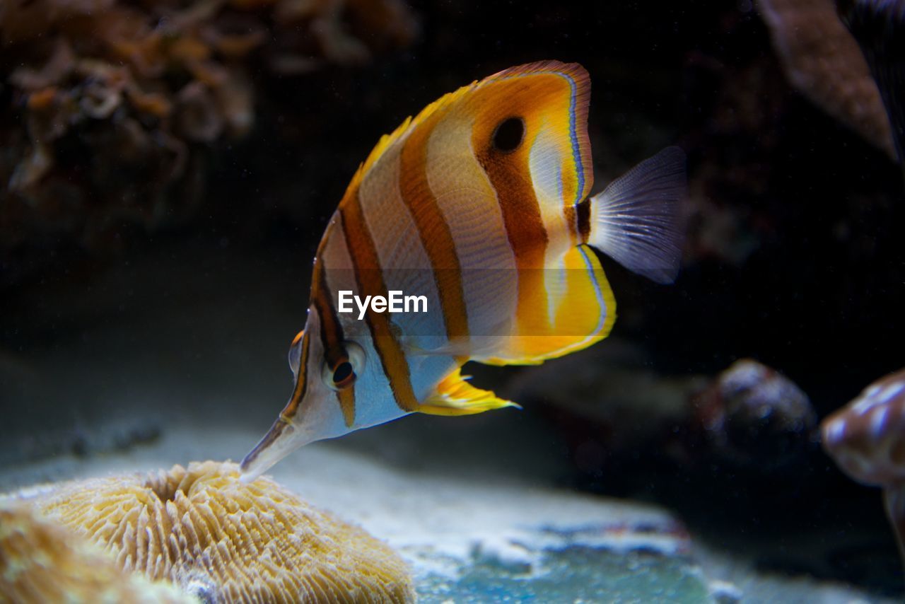 Close-up of copperband butterfly fish swimming underwater