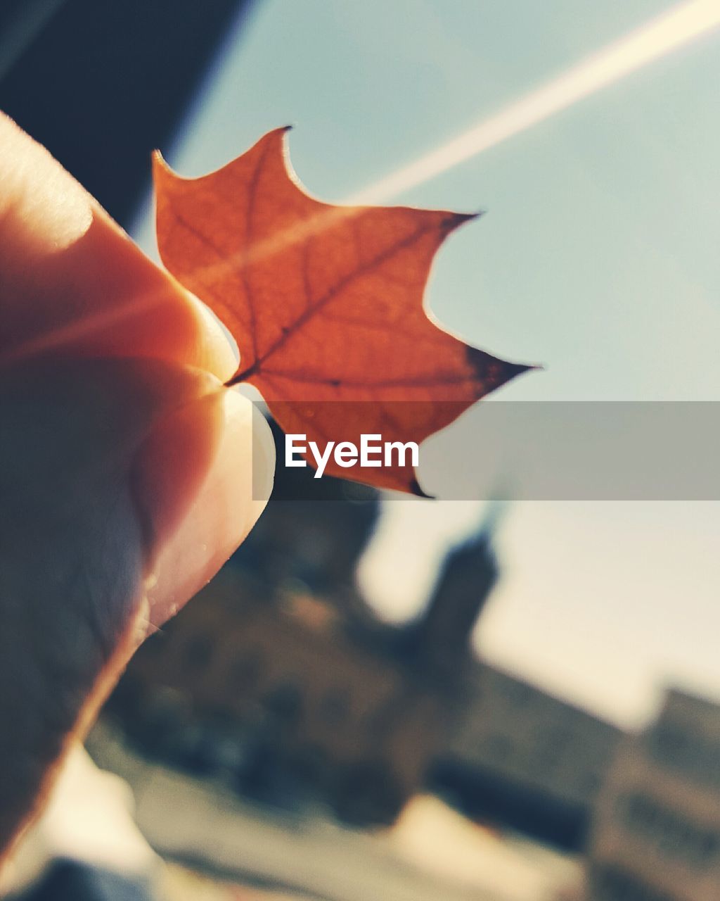 Cropped image of person holding dry leaf