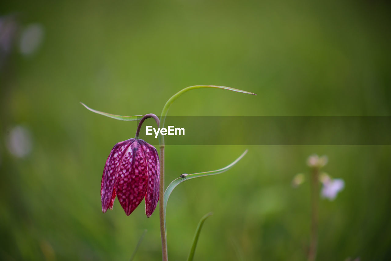 Snake's head fritillary fritillaria meleagris close-up view growing in field