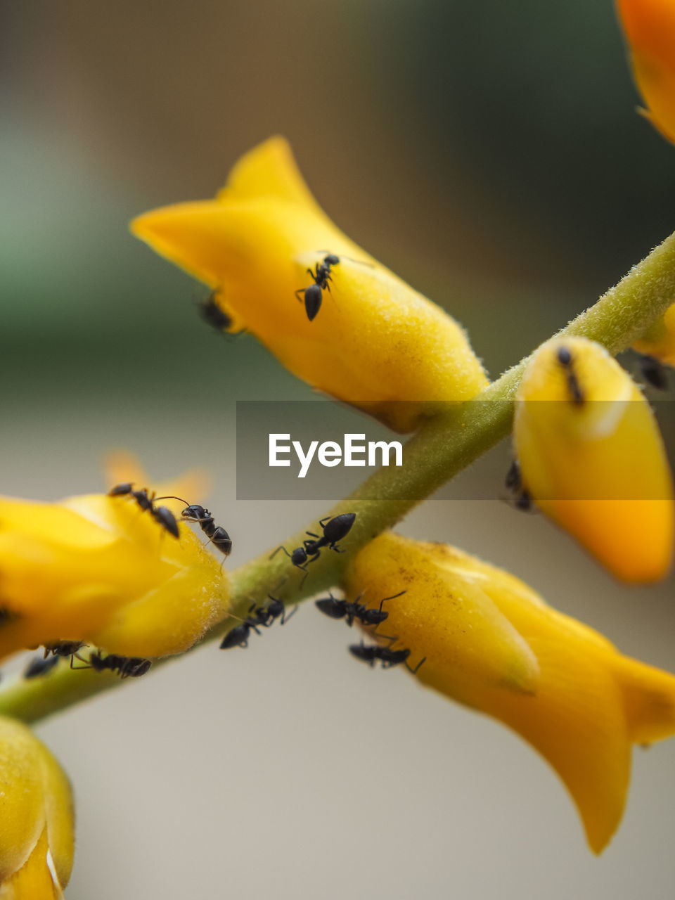 CLOSE-UP OF YELLOW FLOWER ON PLANT