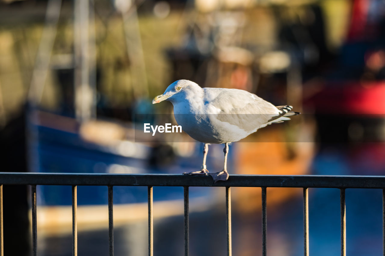 SEAGULL PERCHING ON A RAILING