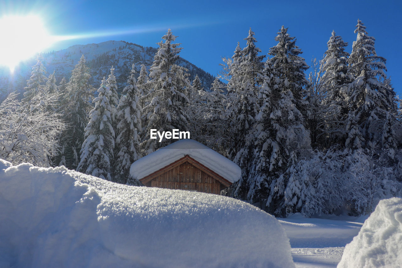 Snow covered plants and trees against sky