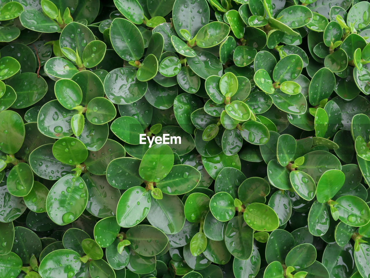 Full frame shot of raindrops on leaves