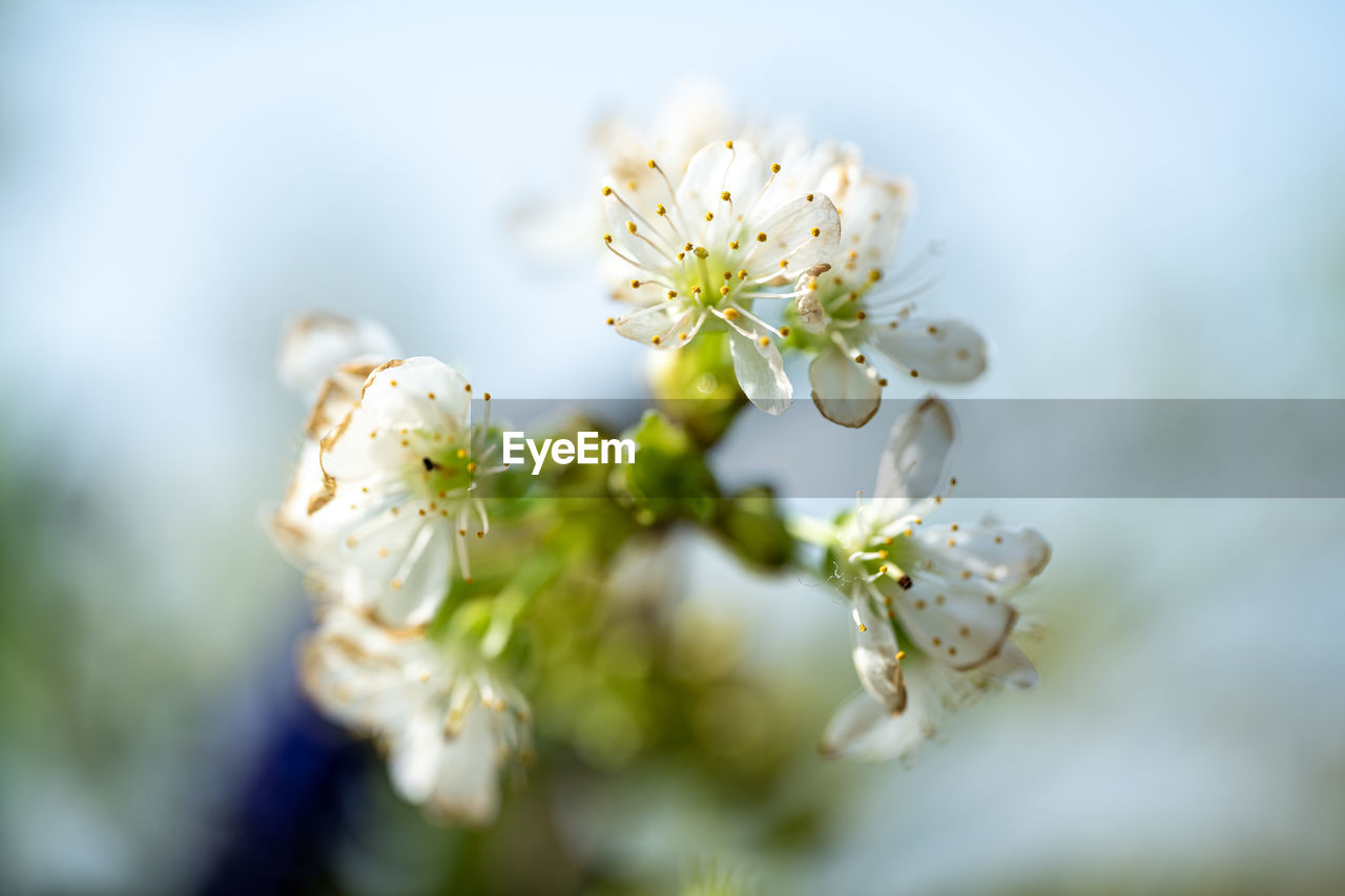 plant, flower, close-up, flowering plant, blossom, branch, beauty in nature, freshness, nature, macro photography, selective focus, springtime, fragility, growth, green, tree, no people, spring, white, produce, food and drink, outdoors, food, flower head, focus on foreground, day, environment, inflorescence, botany, defocused, summer, sunlight, leaf, yellow, fruit, macro, petal, tranquility, environmental conservation, agriculture, plant part