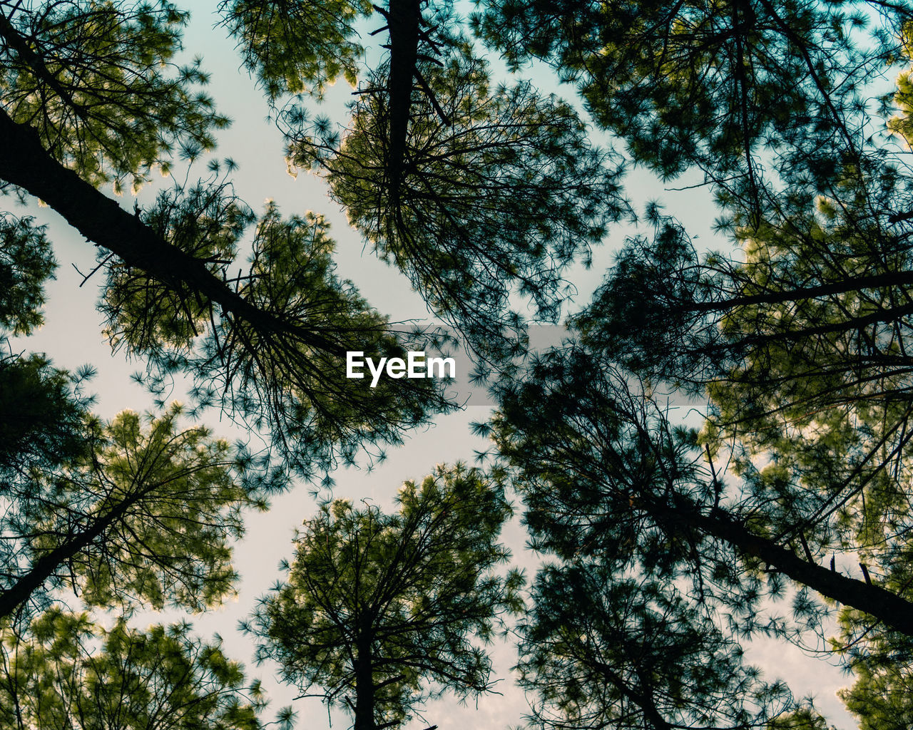 Low angle view of trees against sky