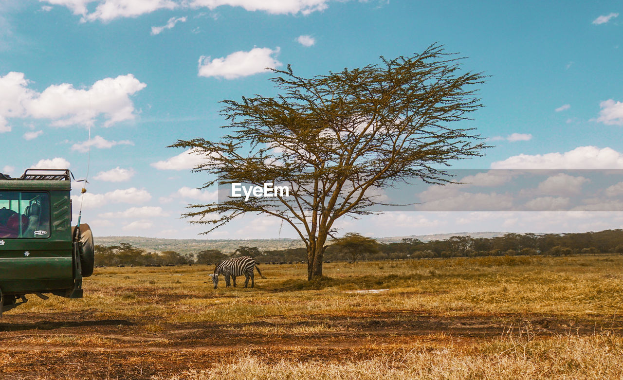 A safari jeep against a zebra in lake nakuru, y