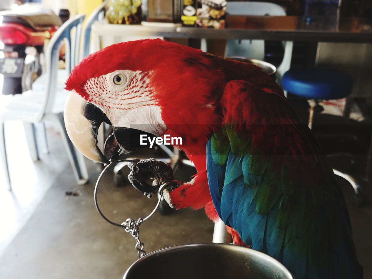 CLOSE-UP OF A PARROT PERCHING ON A BIRD