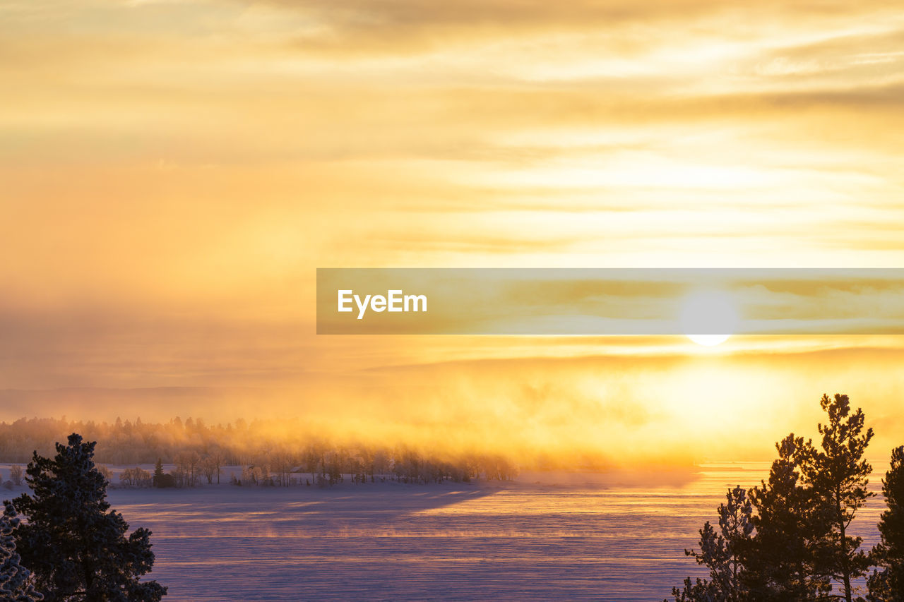 SCENIC VIEW OF TREE DURING SUNSET