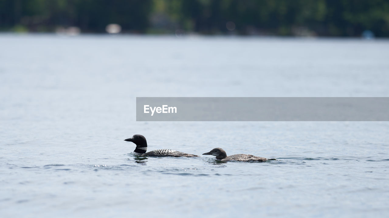 Loons swimming in a lake