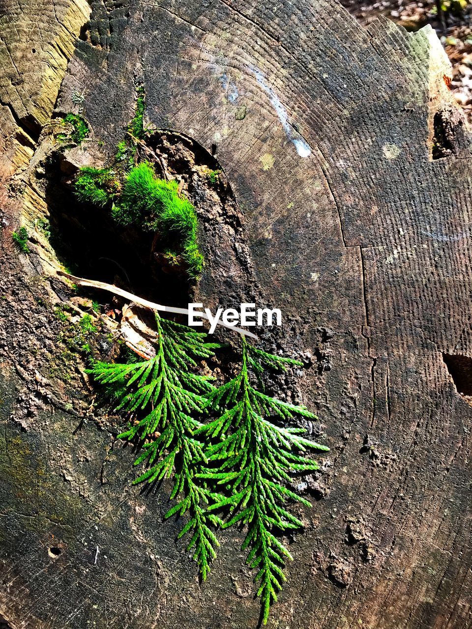 HIGH ANGLE VIEW OF TREE TRUNK