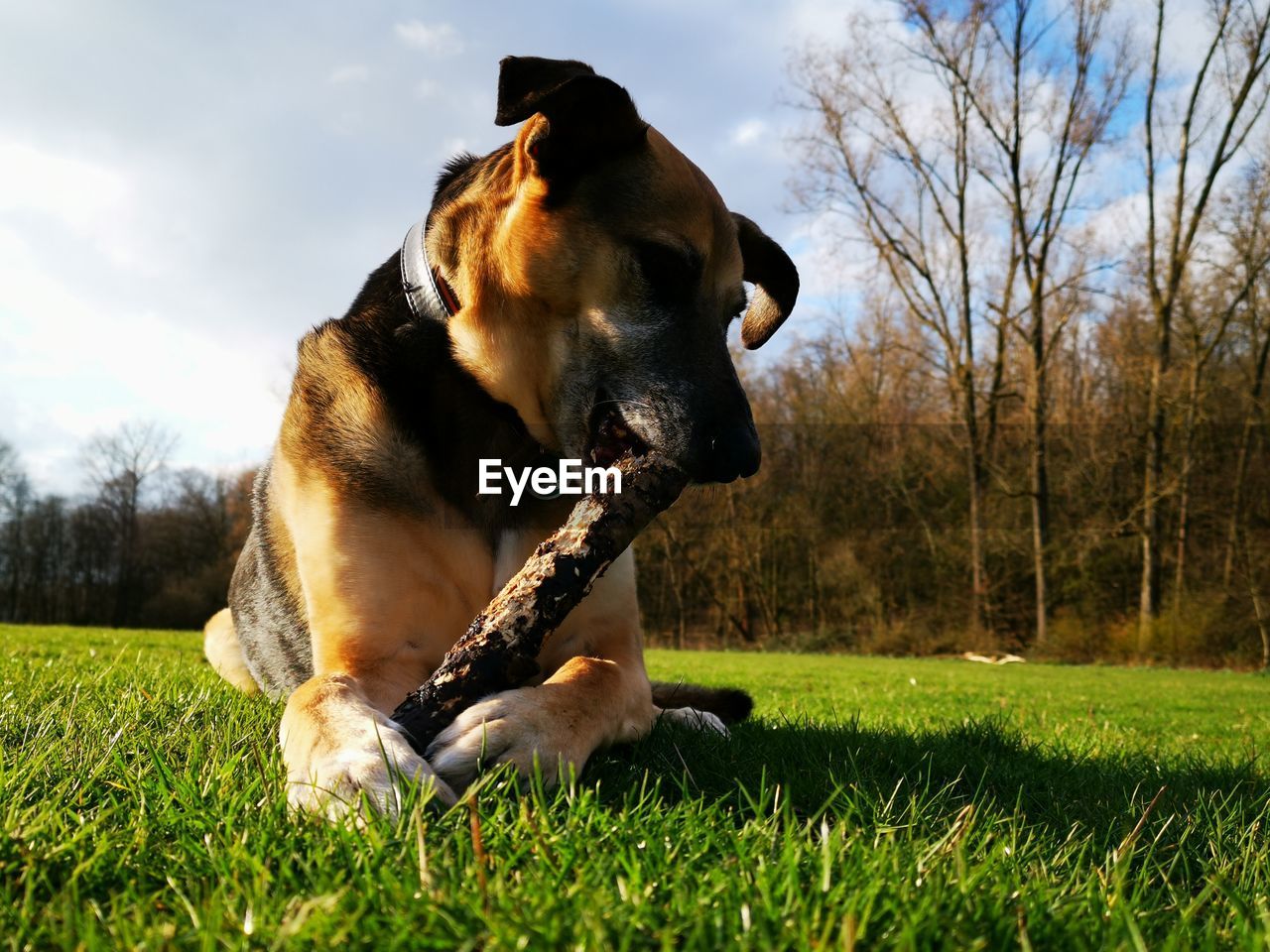Dog looking away on field chewing on wooden stick