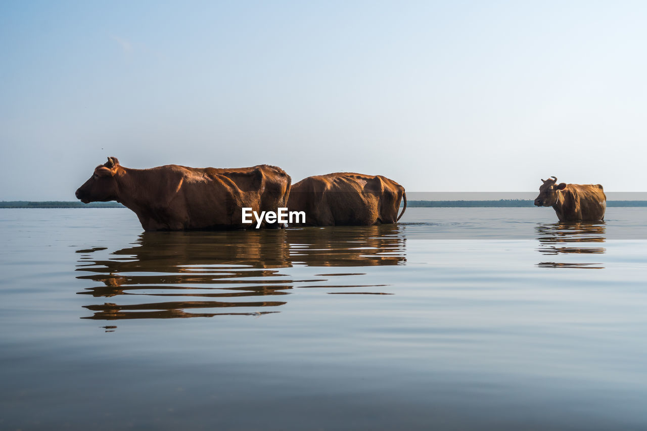 VIEW OF A HORSE IN THE WATER