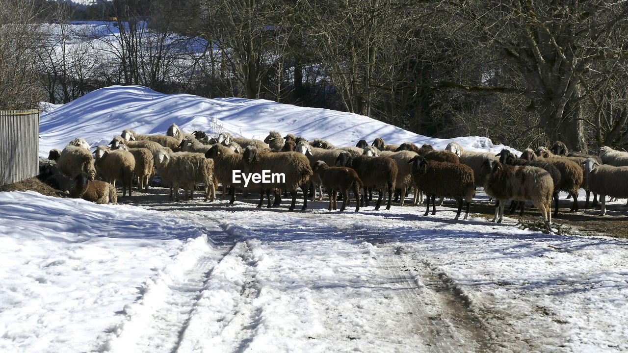 winter, animal themes, mammal, animal, snow, cold temperature, domestic animals, group of animals, livestock, animal wildlife, pet, nature, tree, large group of animals, herd, field, flock of sheep, wildlife, plant, environment, day, no people, sheep, herding, cattle, herbivorous, land, white, outdoors, landscape, frozen, beauty in nature, agriculture, walking, covering