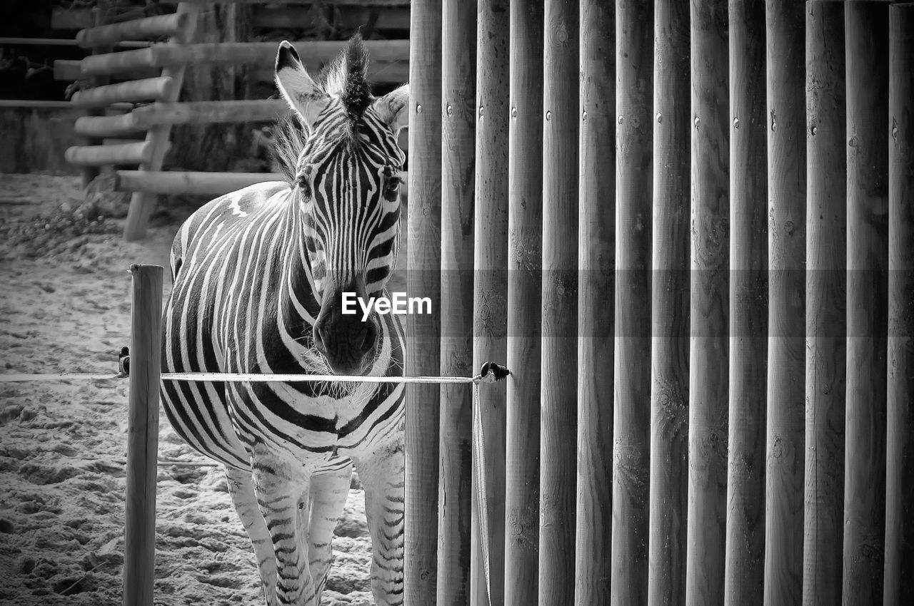 Zebra among stripes