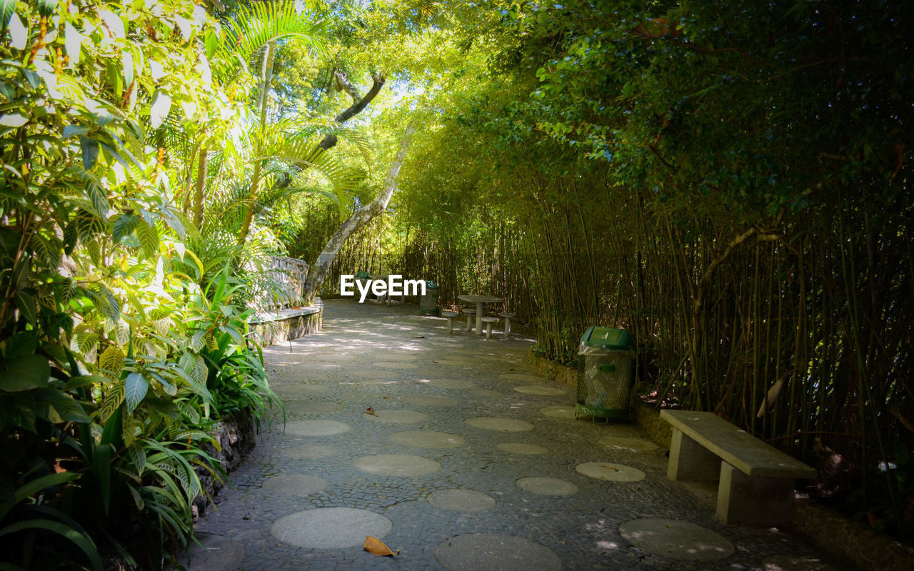 PALM TREES AND PLANTS GROWING OUTDOORS